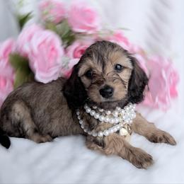 Cristal silky or longhair know in a week - Red female Dachshund puppy in Richmond, Virginia from Irresistible Dachshunds & Cavaliers