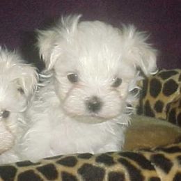 Maltese from Pashes Maltese