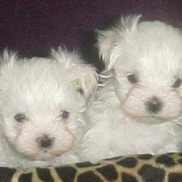 Maltese from Pashes Maltese