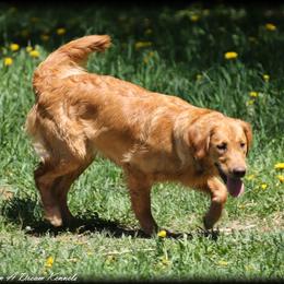 Harley - Golden Retriever
