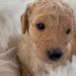 Girl 3 - Goldendoodle puppy in The Bay Area, California from Head Over Doodles