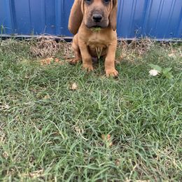 Boy 2 - Red male Bloodhound puppy in Tahlequah, Oklahoma from HNH Hounds