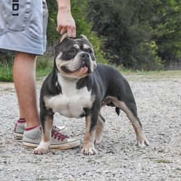 Raymond  - American Bully