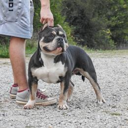 Raymond  - American Bully