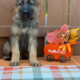 Tony (Black Collar) - Sable male German Shepherd puppy in Middlesex, North Carolina from Ace of Hearts K9’s