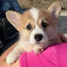 Valentino - Red male Pembroke Welsh Corgi puppy in Grenada, California from California Corgi Butts