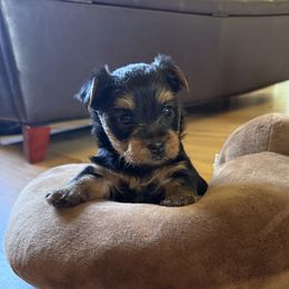 Yorkshire Terrier Puppies from The Yorkie House