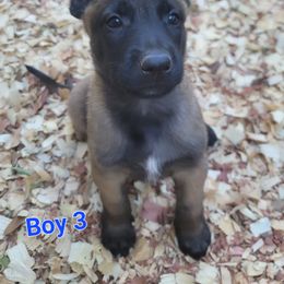 Boy 3 - Mahogany male Belgian Malinois puppy in Corpus Christi, Texas from Heavenly Firefly Belgian Malinois