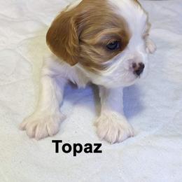 Cavalier King Charles Spaniel Puppies from Poor Ridge Ranch