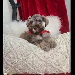 Miniature Schnauzer and Whippet Puppies from Saving Grace