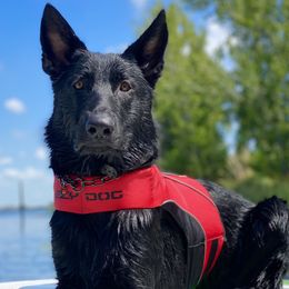 German Shepherds from Haus der Monster