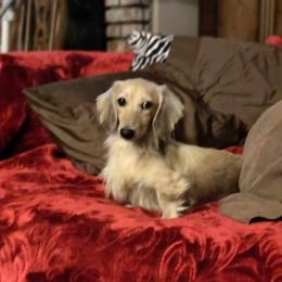 Puck - Dachshund
