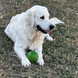 Magnolia - Light golden female Golden Retriever puppy in Willis, Texas from Lakemist Retrievers