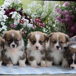 Basset Hound and Pembroke Welsh Corgi Puppies from Northstar Corgis and Basset Hounds