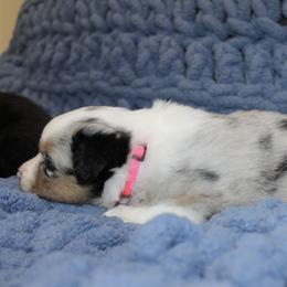 Australian Shepherd Puppies from Crofford’s Pretty Pups