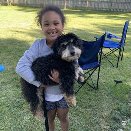 Bernedoodle Puppies from Mini Bernedoodle Babies- Indiana