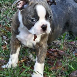 Boston Terrier Puppies from Christy's Boston Butts