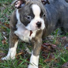 Boston Terrier Puppies from Christy's Boston Butts