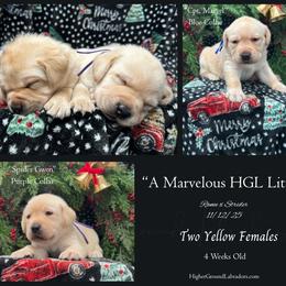 Spider Gwen - Purple Collar, Yellow Female - 3,500 - Yellow female Labrador Retriever puppy in Eaton Rapids, Michigan from Higher Ground Labradors