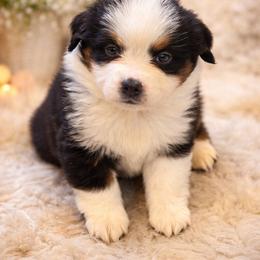 Autumn - Black tri female Toy Australian Shepherd puppy in Princeton, Louisiana from Legacy Hill Aussies