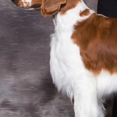Welsh Springer Spaniels from Coppercrest Welsh Springer Spaniels