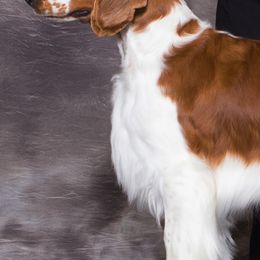 Welsh Springer Spaniels from Coppercrest Welsh Springer Spaniels