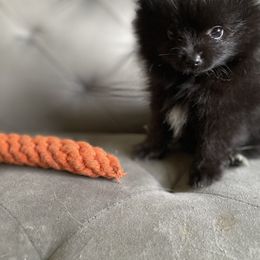 Black Male - Pomeranian puppy in Kokomo, Indiana from PomCo LLC