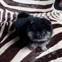 Bentley - Black and tan male Pomeranian puppy in San Marcos, Texas from Hill Country Poms