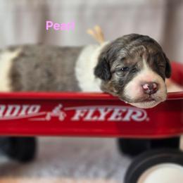 Pearl - Blue merle female Bernedoodle puppy in Summerville, South Carolina from Channys Doodles