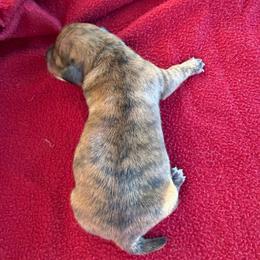 Brindle boy (left) - Brindle male Dachshund puppy in Bakersfield, California from Open Hourglass LLC