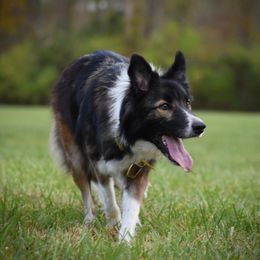 Quill - Border Collie