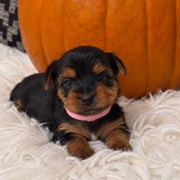 Candy (Pink collar) - Black and tan female Yorkshire Terrier puppy in Selden, New York from Alisha's Yorkshire Terriers