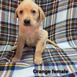 Girl 8 - Yellow female Labrador Retriever puppy in Potosi, Wisconsin from Point and Flush Gun Dogs