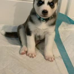 Siberian Husky Puppies from Husky Love and Pups