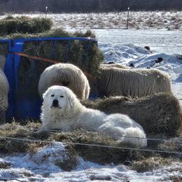 Gabe - Maremma Sheepdog