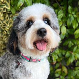 Reecie - Bernedoodle