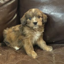 Grumpy (Snow White's Dwarf) - Chocolate merle male Bernedoodle puppy in Churchill County Fallon, Nevada from Card Family Ranch