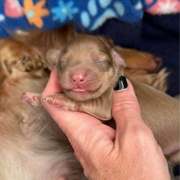 Reserved - Cream female Dachshund puppy in Alva, Florida from Salty C's Dachshunds