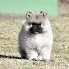 Keeshond Puppies from Anna Boehringer