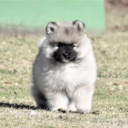 Keeshond Puppies from Anna Boehringer
