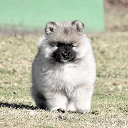 Keeshond Puppies from Anna Boehringer