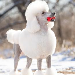 Poodle puppies from Sage Valley