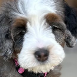 Bernedoodles from Main Street Bernedoodles