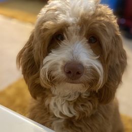 Goldendoodle and Poodle Puppies from French Creek Doodles
