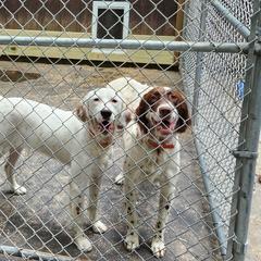 Llewellin Setters, Miniature Schnauzers, Schnoodles, and Shihpoos from Pups Furever
