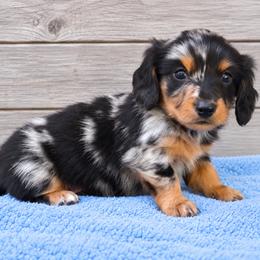 Patrick - Black and tan male Dachshund puppy in Warm Springs, Arkansas from Seven Hills Arkansas