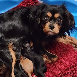 DOTTIE - Cavalier King Charles Spaniel