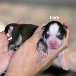 Hera - Black and white female Pomsky puppy in Fredericksburg, Virginia from Purely Pomskies