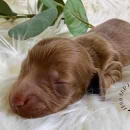 Chocolate Male - Chocolate male Dachshund puppy in Nampa, Idaho from Long_and_Low_Dachshunds