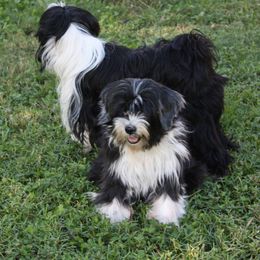 Tibetan Terriers from Floresta Tibetan Terriers